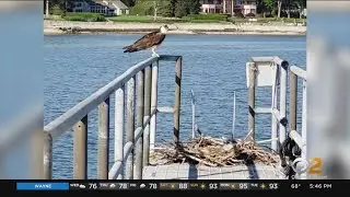 Experts Carefully Relocate Osprey Nest From Ramp On Long Island