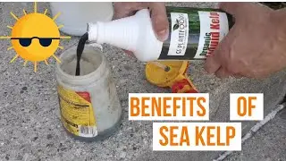 Protect your Lawn with Sea Kelp// Reduce summer drought and heat stress