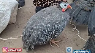ГУРЛАН 1-ФЕВРАЛЬ ТАВУҚ БОЗОРИ 🦆🐔🦚🐓🐇🪿🕊СЕСАРКАХАМ ТУШДИ
