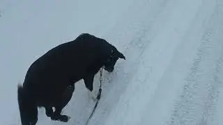 Walk vlog -12°C