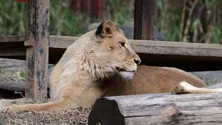 とべ動物園 アフリカストリート ライオン舎 クレイ 20260130