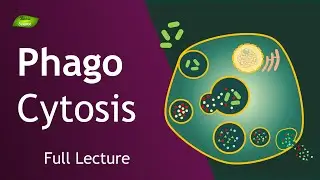 Phagocytosis Full Lecture | Immunology | Basic Science Series