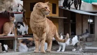 Stray cats in modern-day Cyprus