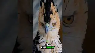 Harpy eagles are so weird 🫣😍 #viral #fyp #animals #animallover #eagles