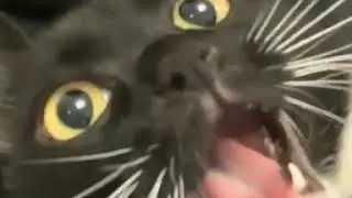 Quite a long meow