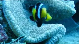 Yellowtail clownfish (Amphiprion clarkii) & Anemone Pizza   (Cryptodendrum adhaesivum)