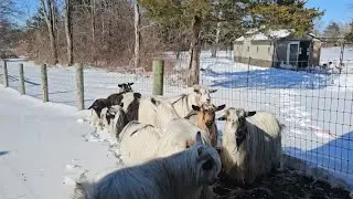 A Triple Farm Crisis Day Nearly Broke Me