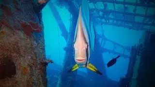 Wreck Diving in the Egyptian Red Sea: Carnatic, Chrisoula K, Giannis D & Salem Express