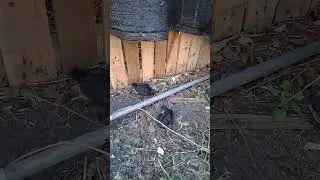 dustbath #dustbath