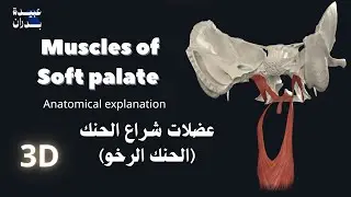 Soft Palate Muscles | تشريح عضلات الحنك الرخو 