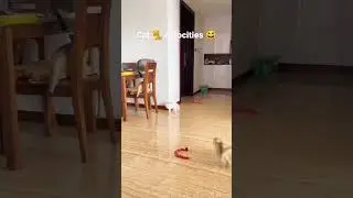 🤣😆 Cats Funny Atrocities #shorts #animals #pets