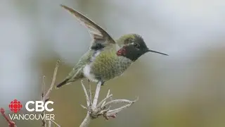 Do hummingbirds need your help to survive the Canadian winter?