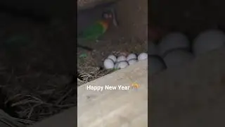 Lovebirds baby hatched #birds #lovebirdsfarming #lovebird #africanlovebirdbreeding #happynewyear