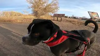 Boxer Pug Mix Pose II