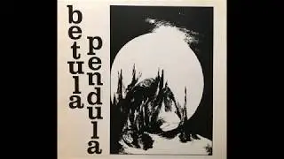 Betula Pendula &lrm;&ndash; Betula Pendula