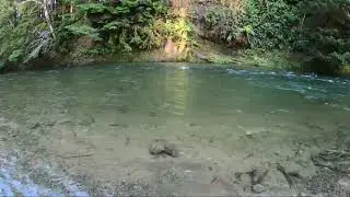 Wa salmon river steelhead