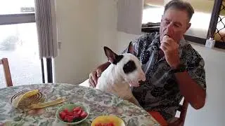 British Bull Terrier REEF & Watermelon