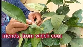 How To Make leaves of Plant Shiny And Beautiful | polish Plant&rsquo;s Leaves at Home