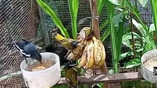 AVIARY SEDERHANA TAPI BURUNG NYA LUAR BIASA.. BEAUTIFUL AVIARY 