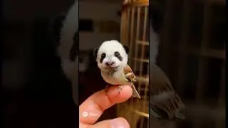 When a Panda Decides to Be a Bird 😂🐼🐦 #Shorts