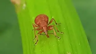 Little creatures - Weevil (Curculionoidea)