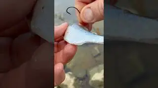 Zanderbiss im letzten Moment &ndash; K&ouml;derfisch bleibt dran! #Zanderangeln#Raubfisch#Angeln#Zander#fluss