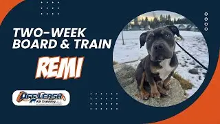Amazing: How 5 m/o Pitbull 