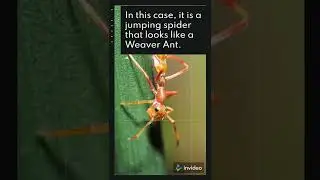 This spider looks like ant 🐜🕷 #spiderfacts