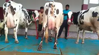 💥Today Top Breeded Animal For Sale.Milk 20 to 30+!Rate 75 to 110k. 8127933448,9936366262