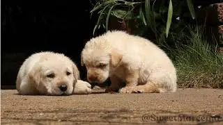Puppy 101- Why do Puppy Teeth?