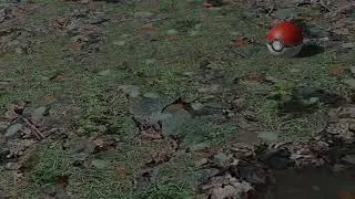 Pokemon in real life | Pokemon RTX | VFX video