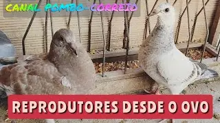 Filhotes 2022 para reprodução
