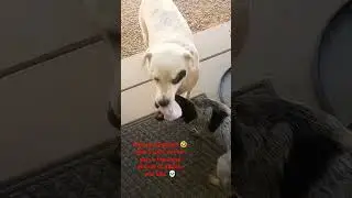 we have the new squid games going on over here 🤣💀 My #puppy and Big #dog krypto #youtube #family