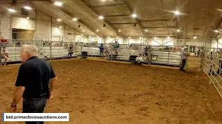 Lumberton Horse Auction