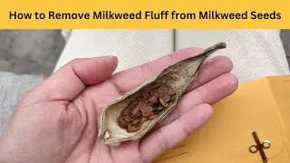 How to Remove Milkweed Fluff from Milkweed Seeds