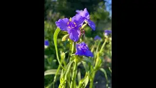 Minnesota Native Plants - Western Spiderwort (Tradescanta Occidentalis)