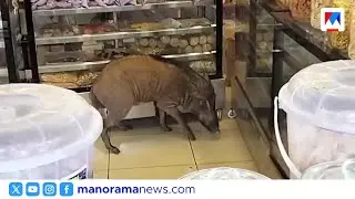 ബേക്കറിക്കുള്ളിൽ കാട്ടുപന്നി ഓടിക്കയറി: പരിഭ്രാന്തരായി ജനം ​| Thamarassery