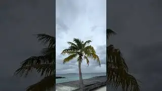 Palm Trees in the Maldives - Relaxing Music🏝️🌴🎵