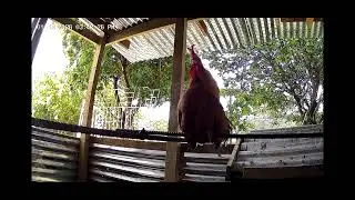 Singing Rooster 
