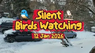 Silent Birds Watching! 12Jan2026 #subscribe #nature #love #fun #relaxing