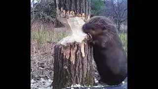 Cutest beaver chopping down tree.