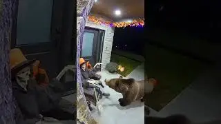 Animatronic Skeleton Pranks a Real Bear on Security Cam