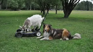 Adventures of farm collies ep 112 Hosento's lawnmower