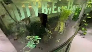 Aquaponics Fish Room Update 2025