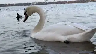 Feeding Swans in Poland 🦢 | Autumn Lake Views 🍂 Peaceful Nature Walk & Relaxing