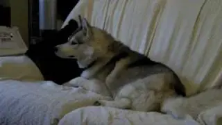 Jessica looks after some Huskies
