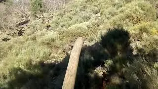 Hay muchísimos jabalíes por la sierra.