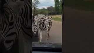 Zoo de thoiry zebre