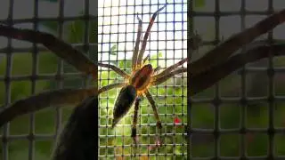 Grass Spider AKA Funnel Weaver 🌱 Animal Fact Files #facts #animals #wildlife