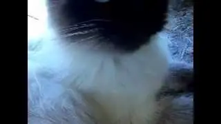 purrbabies 3-23-12.MP4